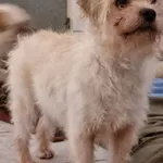 Pies do adopcji, Milanówek, 16 lutego 2026