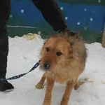 Pies do adopcji, Nowy Dwór Mazowiecki, 5 lutego 2026