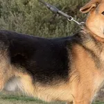 Pies do adopcji, Pieczyska, 5 lutego 2026