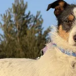 Imię: Mars Chip: 616093903205738 Płeć : samiec Wiek: styczeń 2025 Wielkość: mały Kastracja/sterylizacja:  Tak Inne Psy:  Akceptuje towarzystwo suczek i psów Dzieci: W wieku szkolnym Mars to energiczny