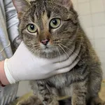 Znaleziono kota, Lublin, 4 lutego 2026