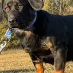 Imię: Fabek Chip: 616093903208591 Płeć : samiec Wiek: styczeń 2023 Wielkość: mały Kastracja/sterylizacja:  Tak Inne Psy:  Akceptuje towarzystwo suczek i psów Dzieci: W wieku szkolnym Fabek to sympatyc