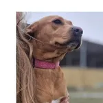 Znaleziono psa, Wrocław, 3 stycznia 2026