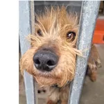 Znaleziono psa, Wrocław, 1 lutego 2026