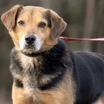 Imię: Tościk Chip: 616093903021687 Płeć : samiec Wiek: styczeń 2015 Wielkość: średni Kastracja/sterylizacja:  Tak Inne Psy:  Akceptuje towarzystwo suczek i psów Dzieci: W wieku szkolnym Tościk to symp