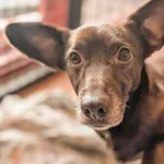 Znaleziono psa, Skałowo, 3 lutego 2026