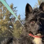 Imię: Fado Chip: 616093903201620 Płeć : samiec Wiek: styczeń 2020 Wielkość: mały Kastracja/sterylizacja:  Tak Inne Psy:  Akceptuje towarzystwo suczek i psów Dzieci: W wieku szkolnym Fado to żywiołowy,