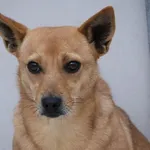 Pies do adopcji, Bełchatów, 24 lipca 2025