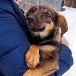 Pies do adopcji, Sopot, 5 lutego 2026