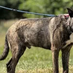 Pies do adopcji, Pieczyska, 6 lutego 2026