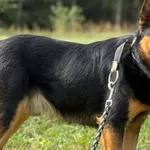 Pies do adopcji, Pieczyska, 6 lutego 2026