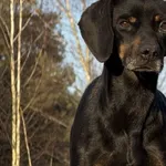 Pies do adopcji, Pieczyska, 6 lutego 2026