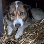 Pies do adopcji, Zgierz, 5 lutego 2026