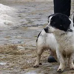 Pies do adopcji, Pabianice, 22 grudnia 2025