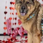 Pies do adopcji, Chełmek, 13 lipca 2023