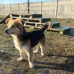 Pies do adopcji, Henrykowo, 6 lutego 2026