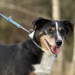 Pies do adopcji, Pieczyska, 6 lutego 2026