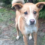 Pies do adopcji, Henrykowo, 24 grudnia 2025