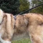 Pies do adopcji, Pieczyska, 6 lutego 2026