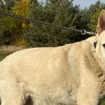 Pies do adopcji, Pieczyska, 6 lutego 2026