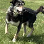 Pies do adopcji, Pieczyska, 6 lutego 2026