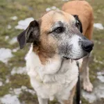 Pies do adopcji, Kraków, 22 stycznia 2026