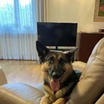 Zaginął pies, Łódź, 6 lutego 2026