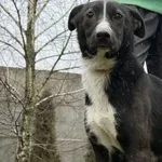 Pies do adopcji, Pieczyska, 6 lutego 2026