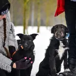 Pies do adopcji, Radom, 7 lutego 2026