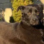 Pies do adopcji, Pieczyska, 6 lutego 2026