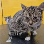 Znaleziono kota, Grudziądz, 7 lutego 2026