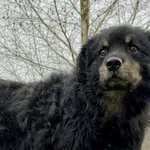 Pies do adopcji, Pieczyska, 6 lutego 2026