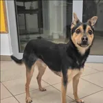 Znaleziono psa, Grudziądz, 8 lutego 2026