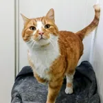 Znaleziono kota, Pieckowo, 5 lutego 2026