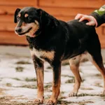 Pies do adopcji, Czartki, 7 lutego 2026