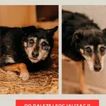 Pies do adopcji, Czartki, 7 lutego 2026