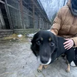 Pies do adopcji, Zgierz, 13 grudnia 2025