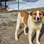 Pies do adopcji, Ropczyce, 6 lutego 2026