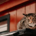 Kot do adopcji, Czartki, 7 lutego 2026