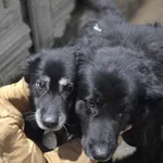 Pies do adopcji, Zgierz, 7 lutego 2026