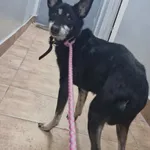 Znaleziono psa, Sosnowiec, 5 lutego 2026