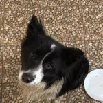 Znaleziono psa, Szczawnica, 8 lutego 2026