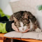 Kot do adopcji, Czartki, 7 lutego 2026