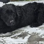 Pies do adopcji, Ropczyce, 6 lutego 2026