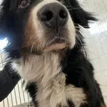 Znaleziono psa, Sosnowiec, 3 lutego 2026