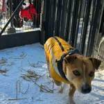 Pies do adopcji, Milanówek, 8 lutego 2026