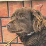 Pies do adopcji, Ropczyce, 6 lutego 2026