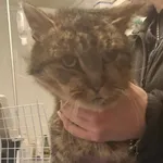 Znaleziono kota, Racławice, 5 lutego 2026