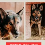 Pies do adopcji, Czartki, 8 lutego 2026