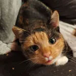 Zaginął kot, Dąbrowa Górnicza, 8 lutego 2026